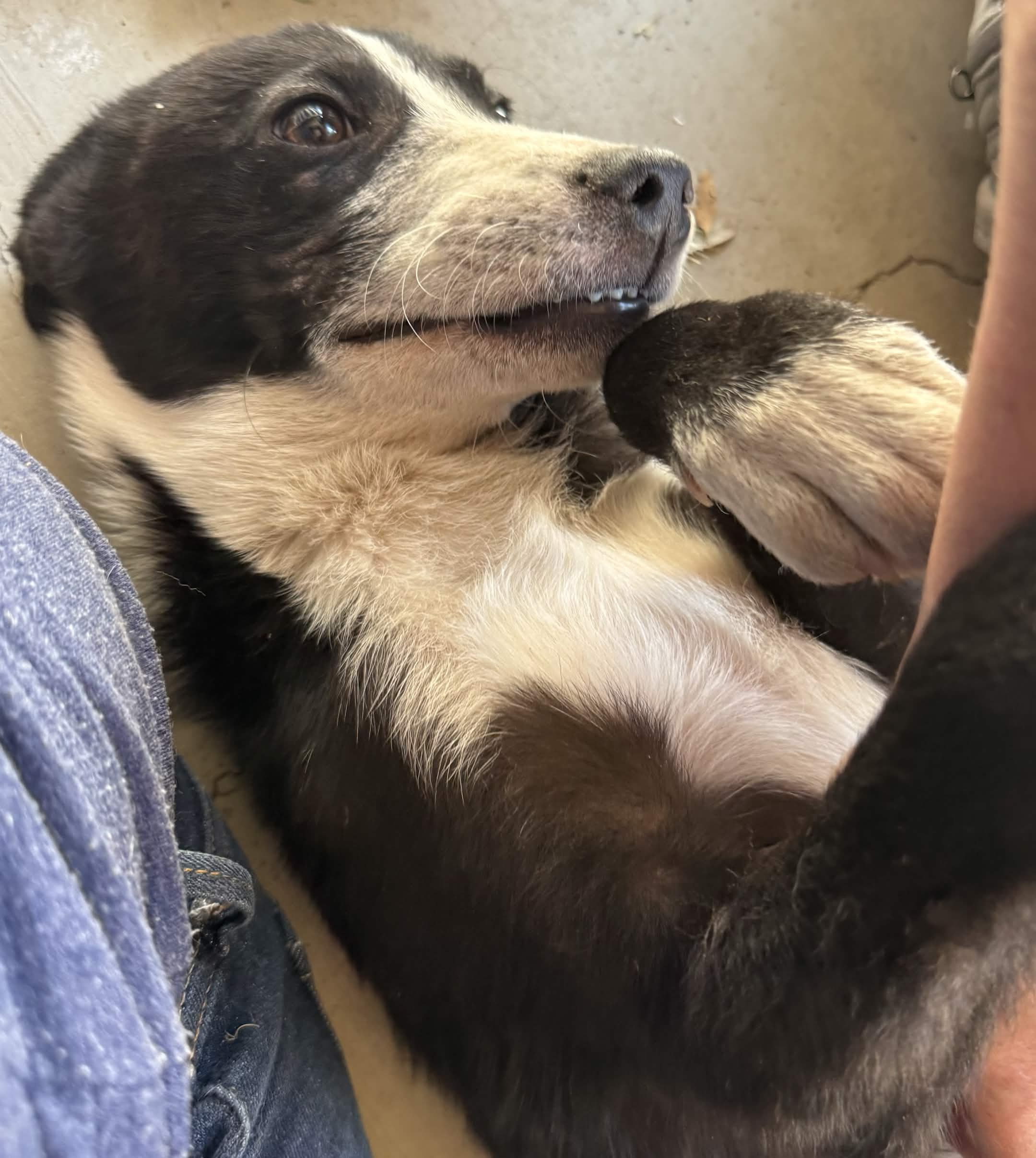 Tux