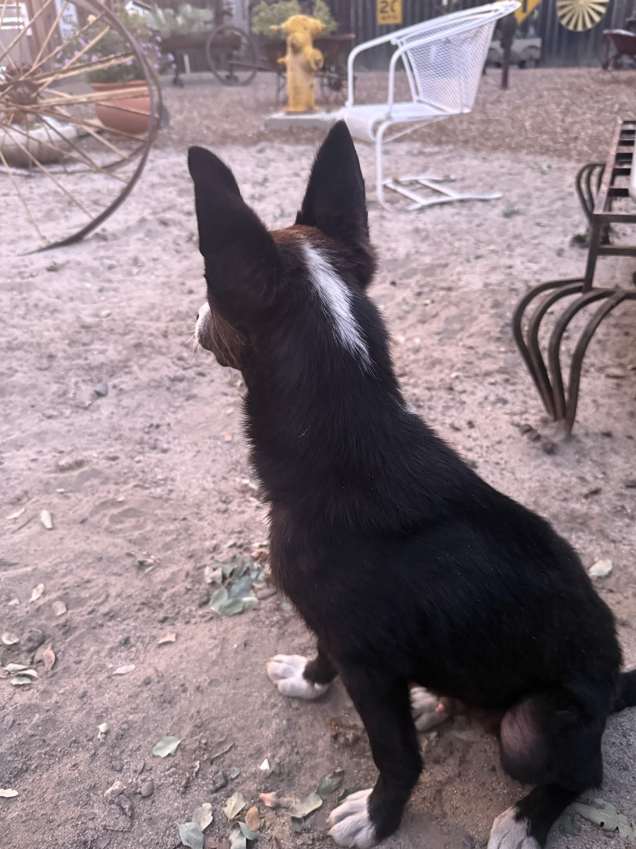 Tux - Photo 5