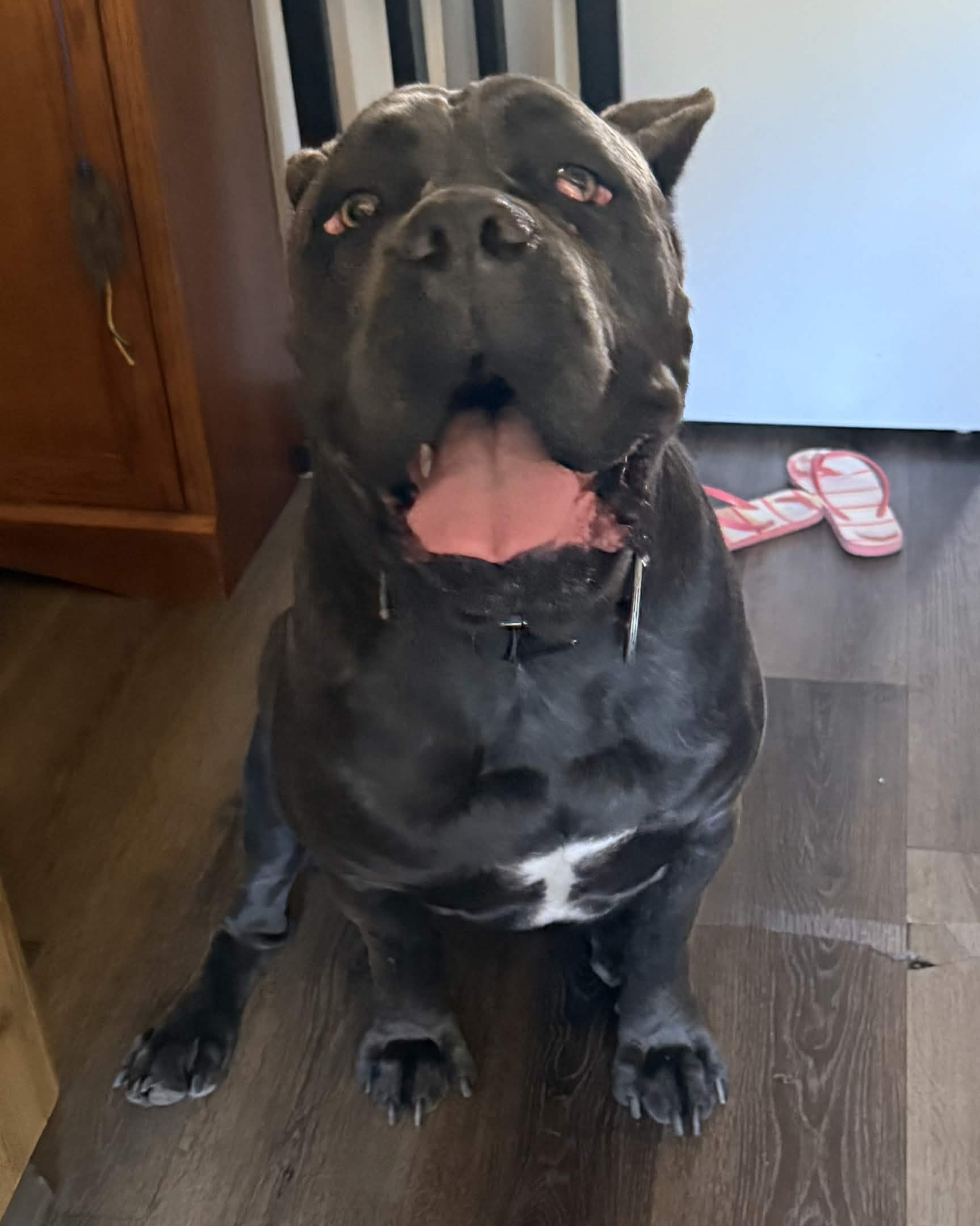 Maya